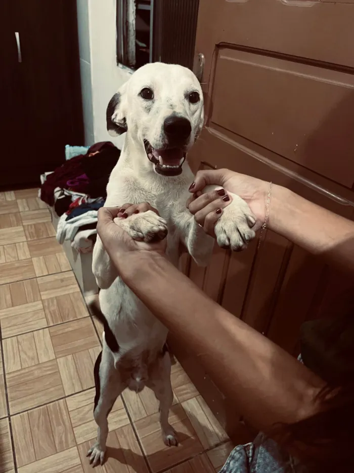 Cachorro ra a SRD-ViraLata idade 1 ano nome Isabelle e nono