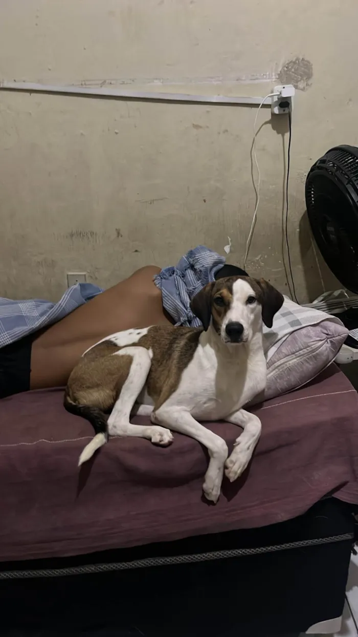 Cachorro ra a SRD-ViraLata idade 1 ano nome Isabelle e nono