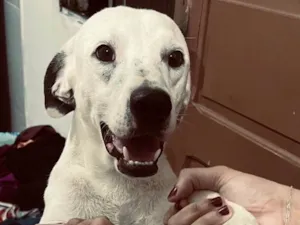 Cachorro raça SRD-ViraLata idade 1 ano nome Isabelle e nono