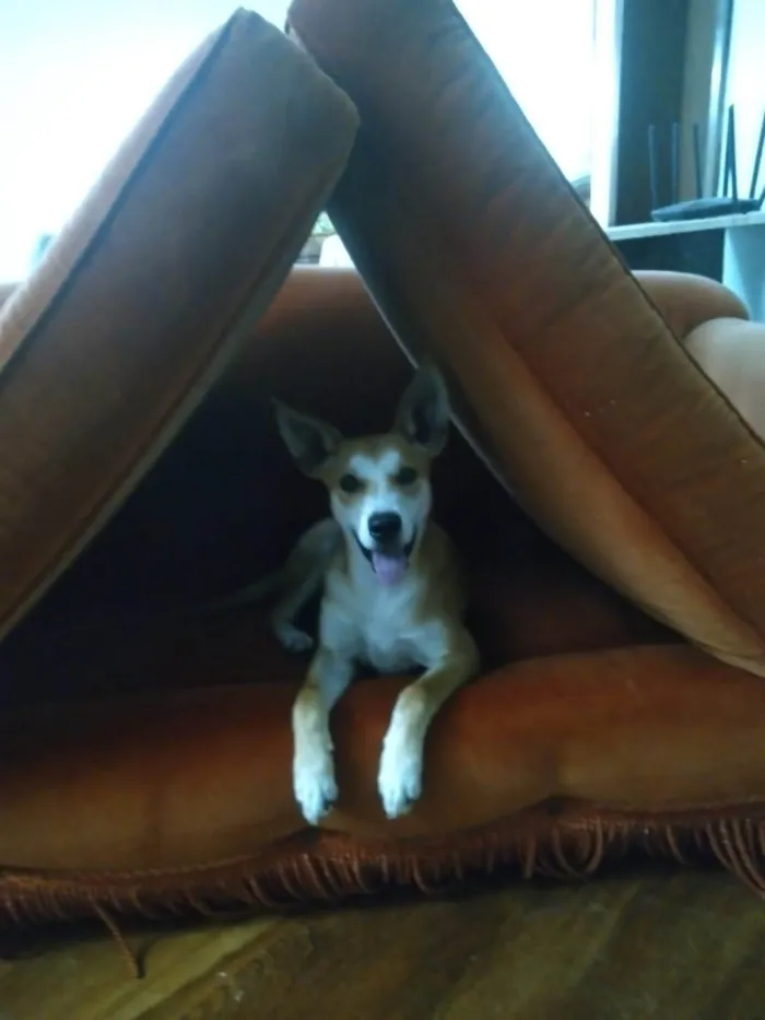 Cachorro ra a SRD-ViraLata idade 7 a 11 meses nome paçoca