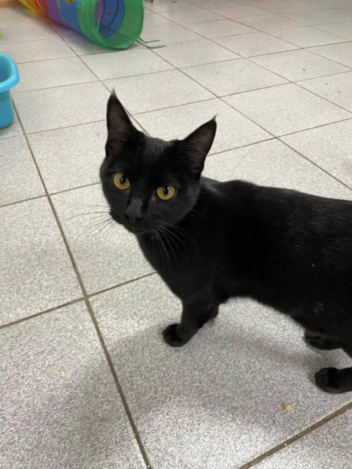 Gato ra a SRD-ViraLata idade 2 a 6 meses nome Jambo