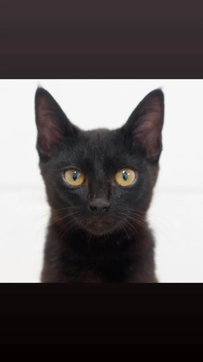 Gato ra a SRD-ViraLata idade 2 a 6 meses nome Jambo