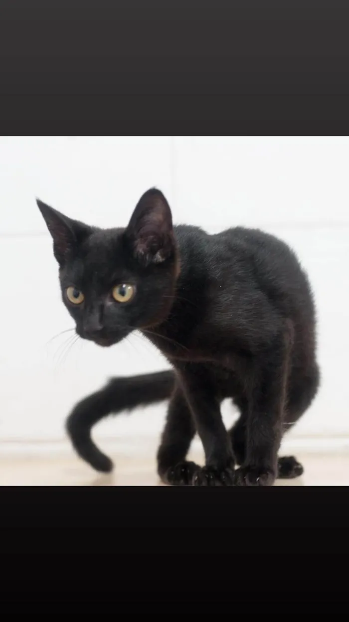 Gato ra a SRD-ViraLata idade 2 a 6 meses nome Jambo