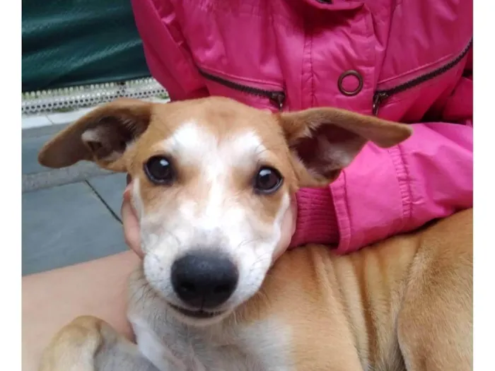 Cachorro ra a SRD-ViraLata idade 7 a 11 meses nome paçoca