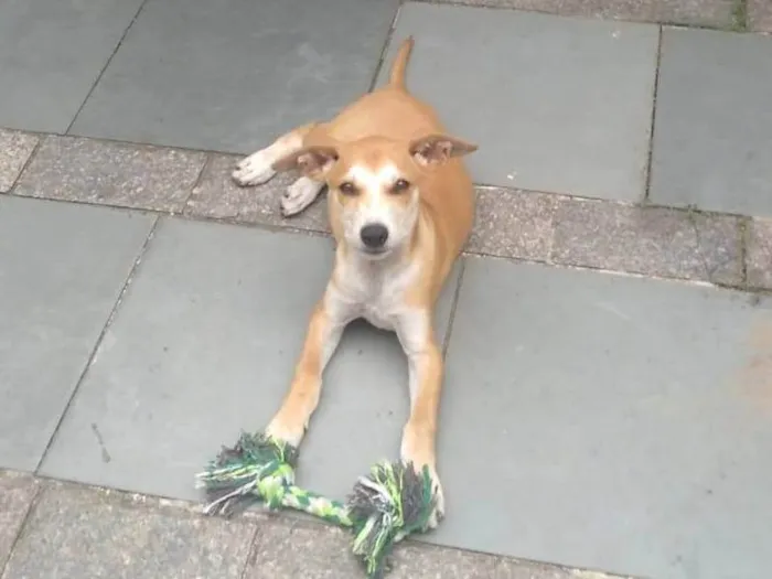 Cachorro ra a SRD-ViraLata idade 7 a 11 meses nome paçoca