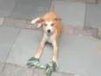 paçoca