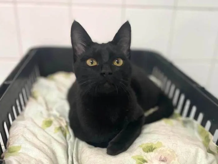 Gato ra a SRD-ViraLata idade 2 a 6 meses nome Jambo