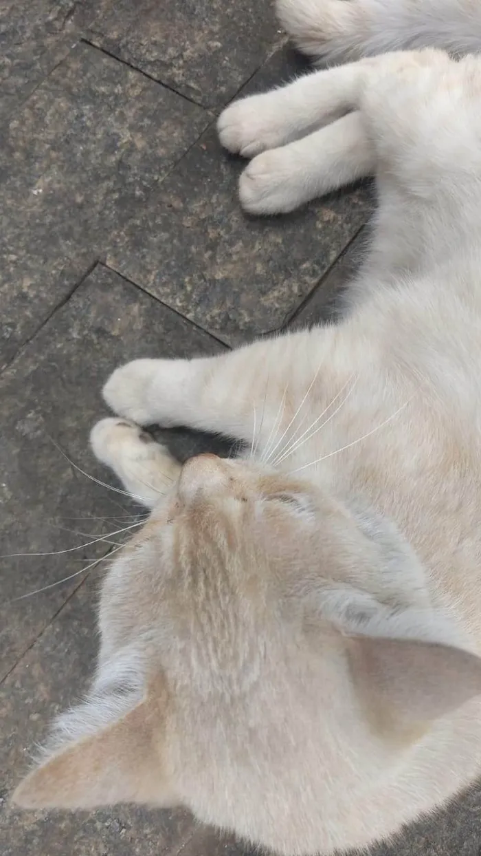 Gato ra a SRD-ViraLata idade 6 ou mais anos nome Lalinha