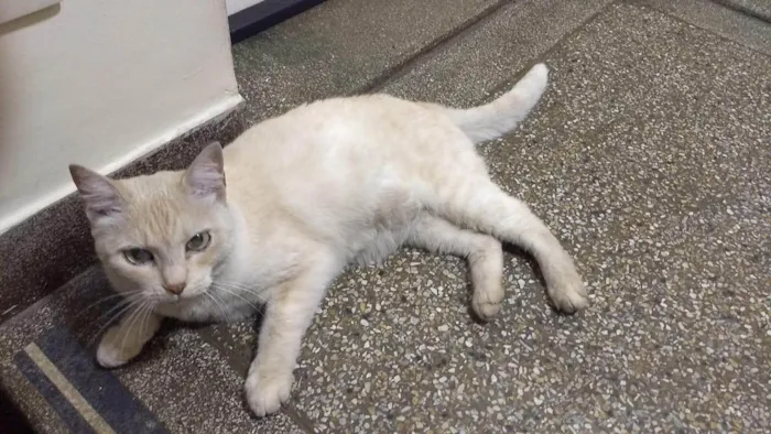 Gato ra a SRD-ViraLata idade 6 ou mais anos nome Lalinha