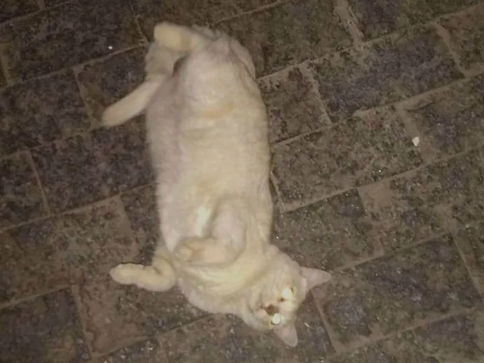Gato ra a SRD-ViraLata idade 6 ou mais anos nome Lalinha