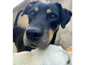 Cachorro raça SRD-ViraLata idade 3 anos nome Luff