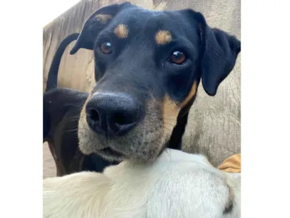 Cachorro raça SRD-ViraLata idade 3 anos nome Luff
