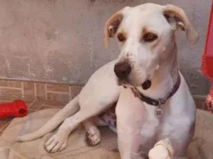 Cachorro raça SRD-ViraLata idade 4 anos nome BENTO 