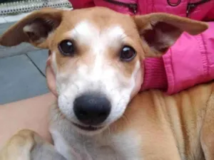 Cachorro raça SRD-ViraLata idade 7 a 11 meses nome paçoca