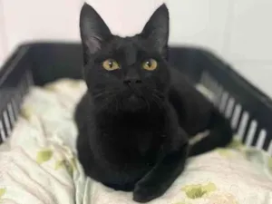 Gato raça SRD-ViraLata idade 2 a 6 meses nome Jambo