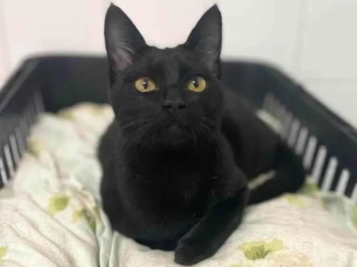Gato ra a SRD-ViraLata idade 2 a 6 meses nome Jambo