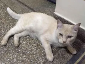 Gato raça SRD-ViraLata idade 6 ou mais anos nome Lalinha
