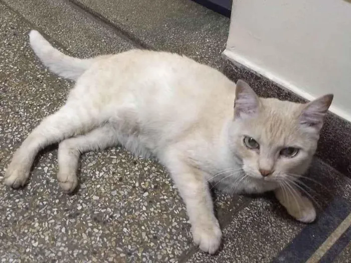 Gato ra a SRD-ViraLata idade 6 ou mais anos nome Lalinha