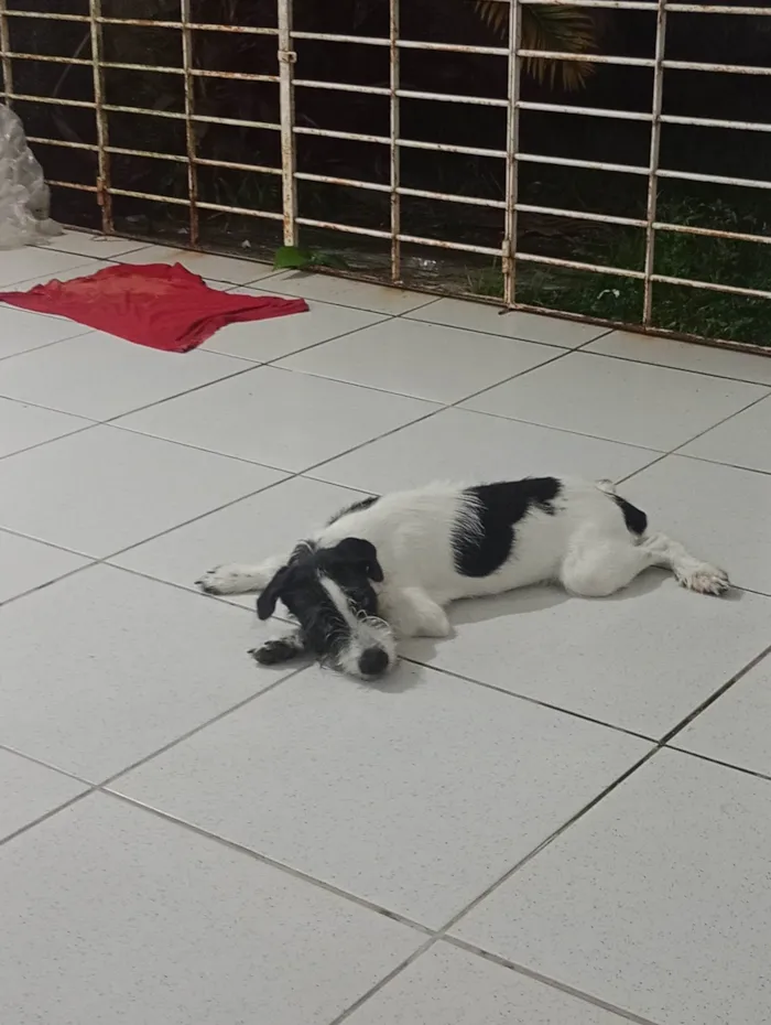 Cachorro ra a Fox Terrier idade 2 a 6 meses nome Arkos
