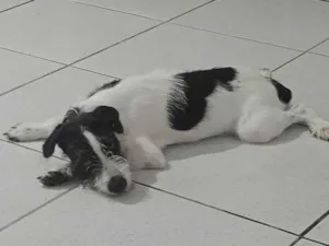 Cachorro raça Fox Terrier idade 2 a 6 meses nome Arkos