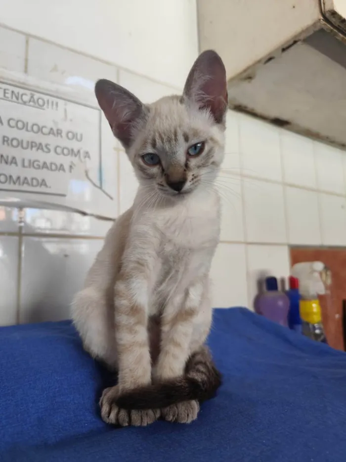Gato ra a SRD-ViraLata idade 2 a 6 meses nome Aurora