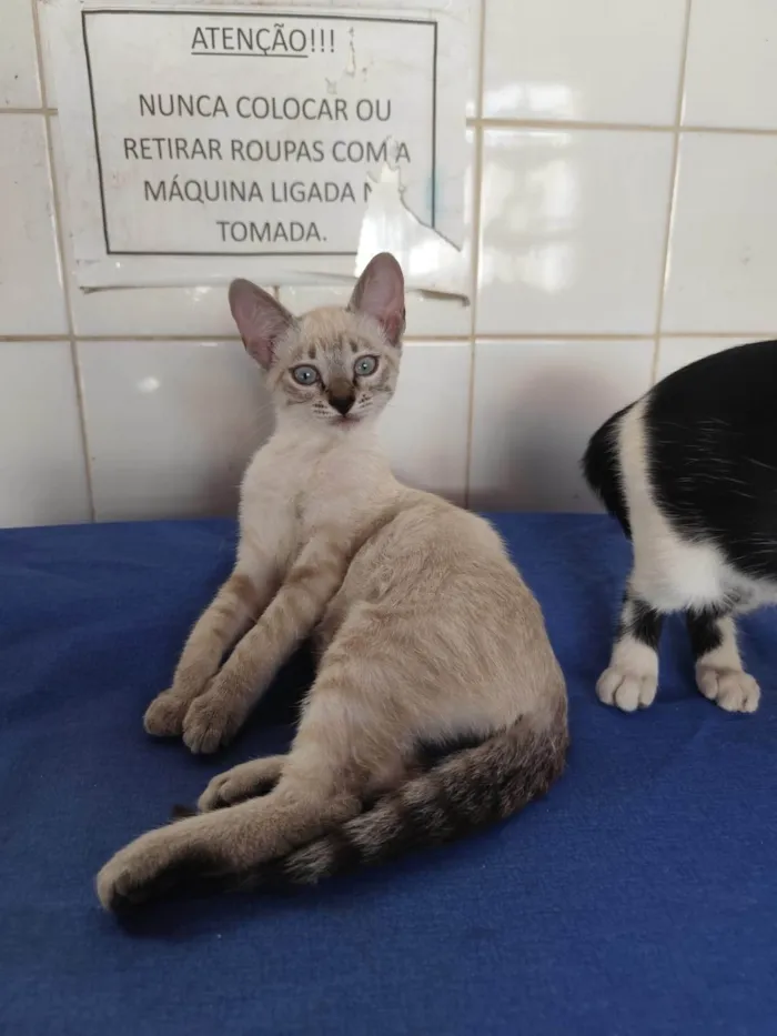 Gato ra a SRD-ViraLata idade 2 a 6 meses nome Aurora