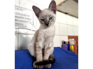 Gato raça SRD-ViraLata idade 2 a 6 meses nome Aurora