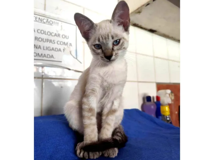 Gato ra a SRD-ViraLata idade 2 a 6 meses nome Aurora