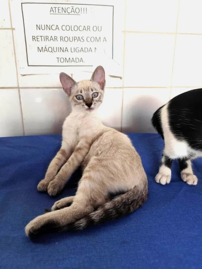 Gato ra a SRD-ViraLata idade 2 a 6 meses nome Aurora