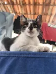 Safira