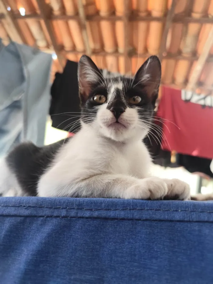 Gato ra a SRD-ViraLata idade 2 a 6 meses nome Safira