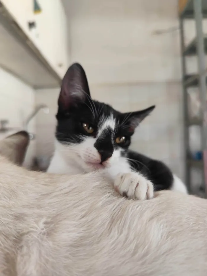Gato ra a SRD-ViraLata idade 2 a 6 meses nome Safira