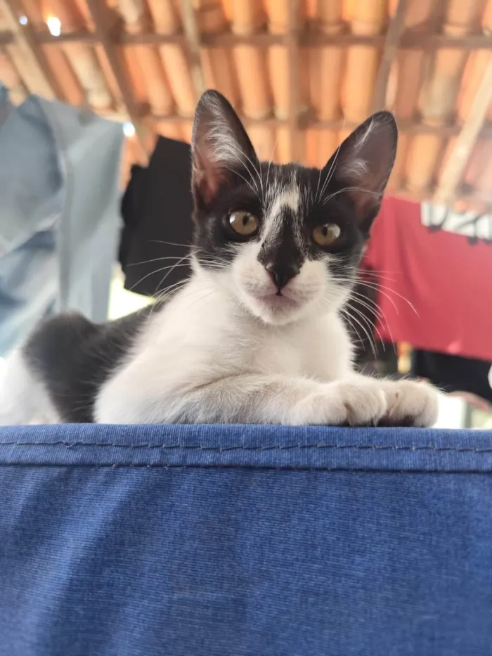 Gato ra a SRD-ViraLata idade 2 a 6 meses nome Safira