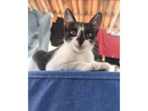 Gato raça SRD-ViraLata idade 2 a 6 meses nome Safira