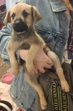 Cachorro raça SRD-ViraLata idade 2 a 6 meses nome BEGINHO