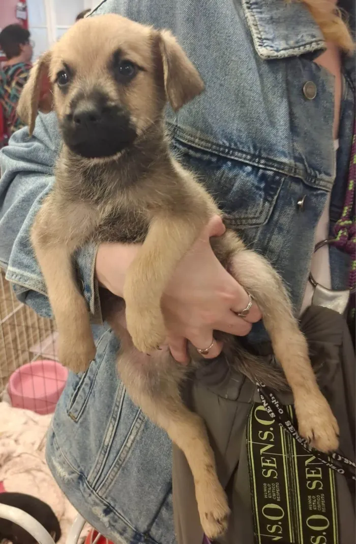 Cachorro ra a SRD-ViraLata idade 2 a 6 meses nome BEGINHO