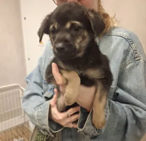 Cachorro raça SRD-ViraLata idade 2 a 6 meses nome FOFINHO