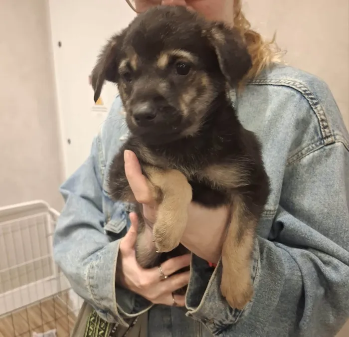 Cachorro ra a SRD-ViraLata idade 2 a 6 meses nome FOFINHO