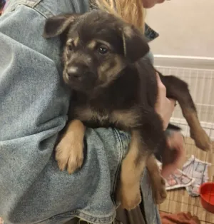 Cachorro raça SRD-ViraLata idade 2 a 6 meses nome BEBEZINHO