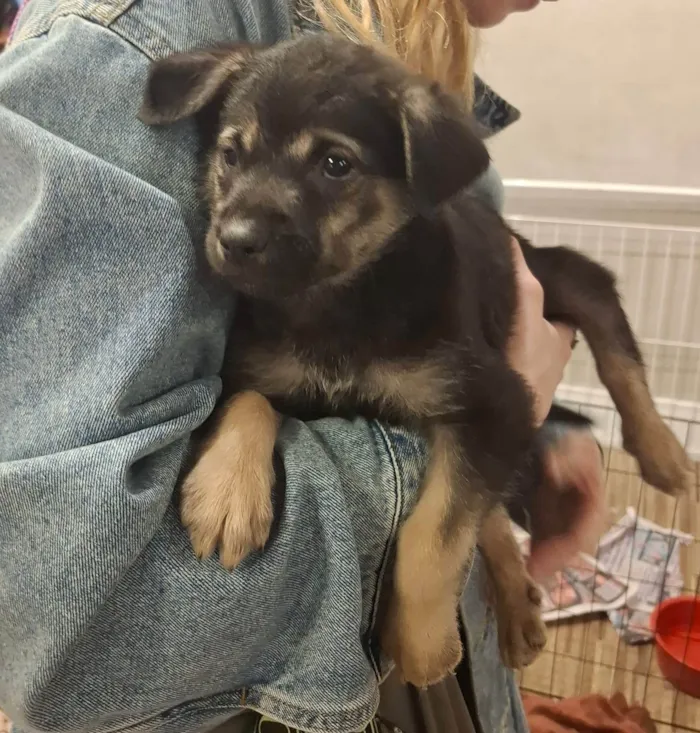 Cachorro ra a SRD-ViraLata idade 2 a 6 meses nome BEBEZINHO
