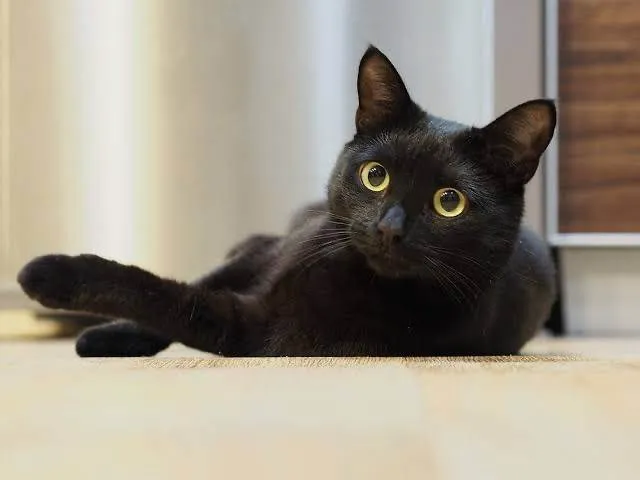 Gato ra a SRD-ViraLata idade 7 a 11 meses nome Bida