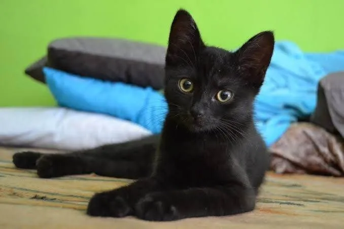 Gato ra a SRD-ViraLata idade 7 a 11 meses nome Bida