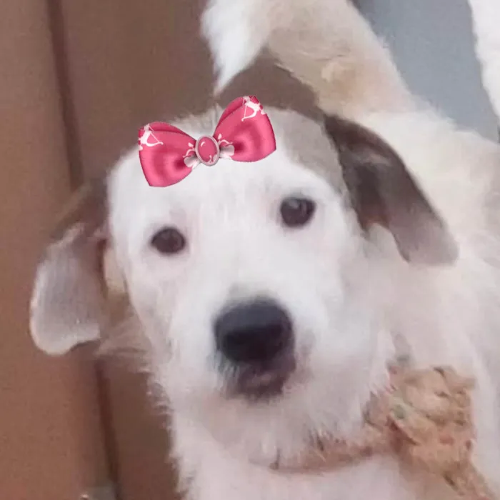 Cachorro ra a Pastor Alemão idade 7 a 11 meses nome Raika 