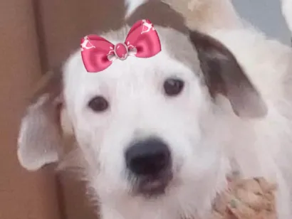 Cachorro raça Pastor Alemão idade 7 a 11 meses nome Raika 