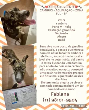 Cachorro raça SRD-ViraLata idade 1 ano nome ZEUS