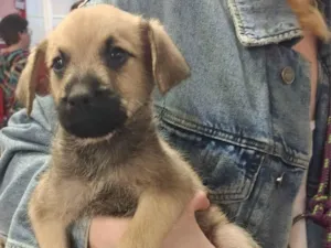 Cachorro raça SRD-ViraLata idade 2 a 6 meses nome BEGINHO
