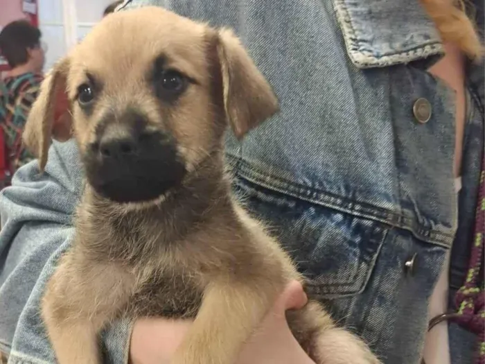 Cachorro ra a SRD-ViraLata idade 2 a 6 meses nome BEGINHO