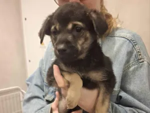 Cachorro raça SRD-ViraLata idade 2 a 6 meses nome FOFINHO
