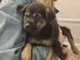 BEBEZINHO