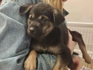 Cachorro raça SRD-ViraLata idade 2 a 6 meses nome BEBEZINHO